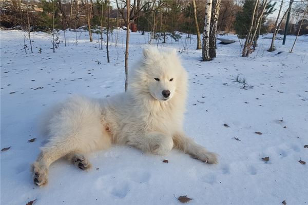 夢到薩摩耶有什麼說法_周公解夢