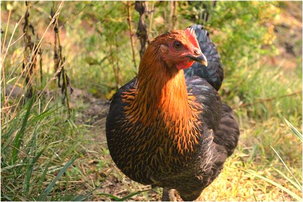 夢到主動挑釁同學打架代表著什麼_周公解夢官網