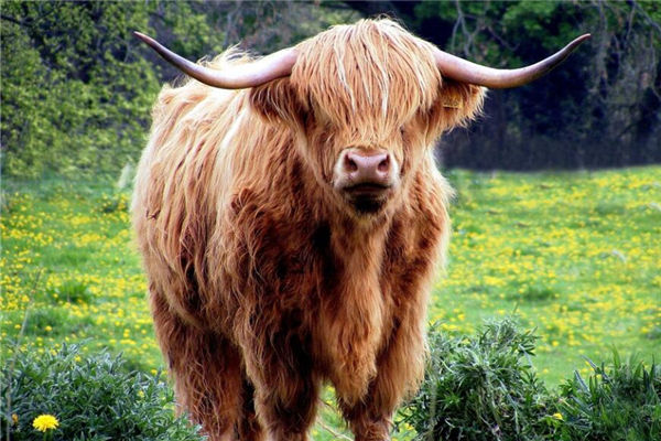 生肖牛的性格特點_十二生肖