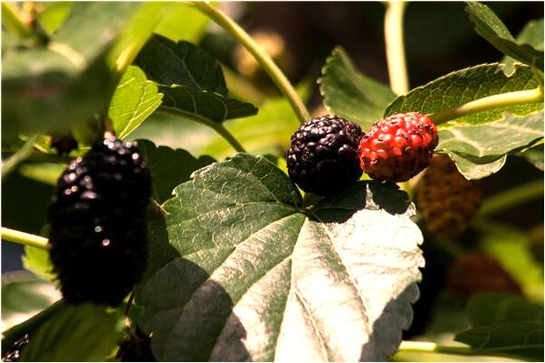 夢到了被樹滕纏住預示著什麼_周公解夢官網