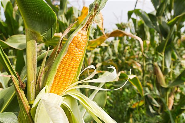 夢見摘玉米_周公解夢