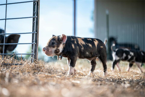 夢見臘豬腳怎么說_周公解夢