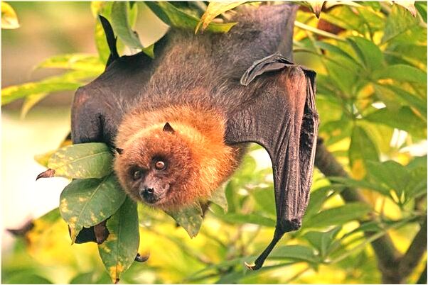 夢見校長換職意味著什麼_周公解夢官網