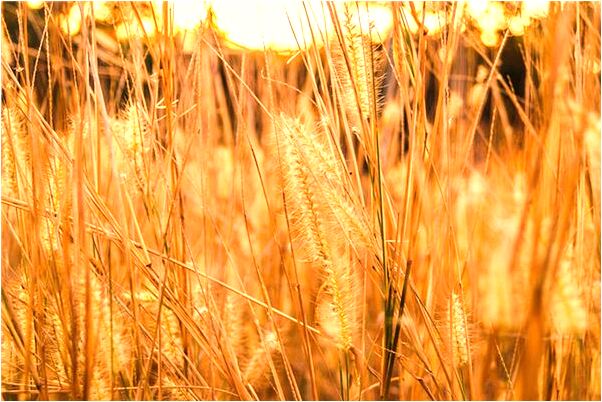 夢見要錢買資料有什麼意義嗎_周公解夢官網