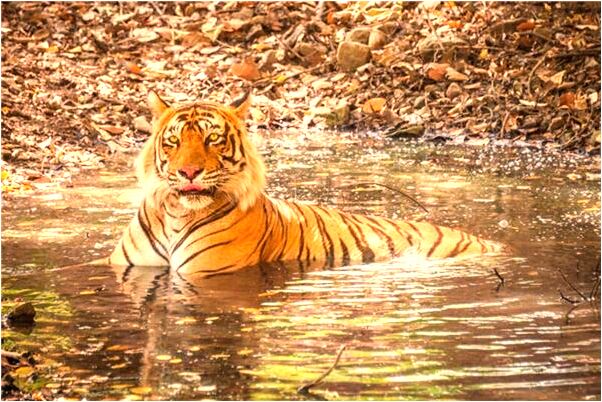夢到了傷殘動物是什麼徵兆_周公解夢官網