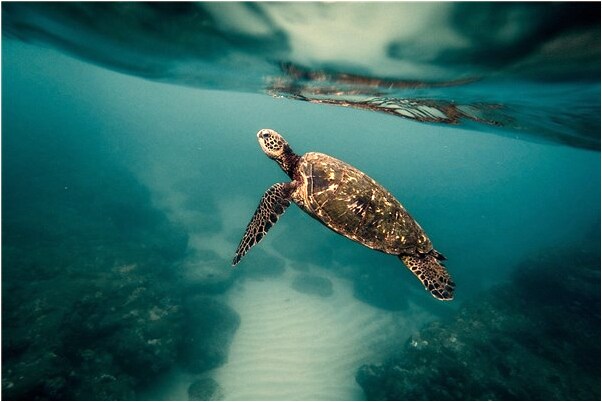 夢到了捉魚和青蛙有什麼含義_周公解夢官網