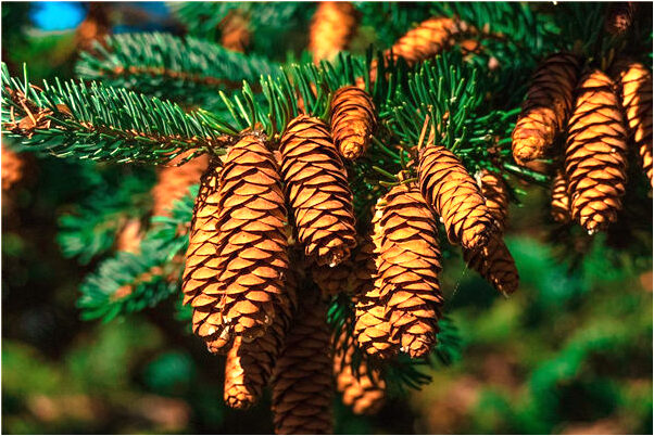 夢見和兄長一起奔喪是怎么回事_周公解夢官網