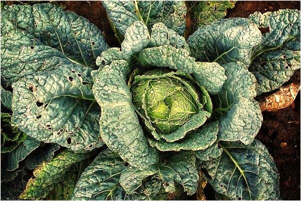 夢見路上遇到一條狗很害怕代表著什麼_周公解夢官網