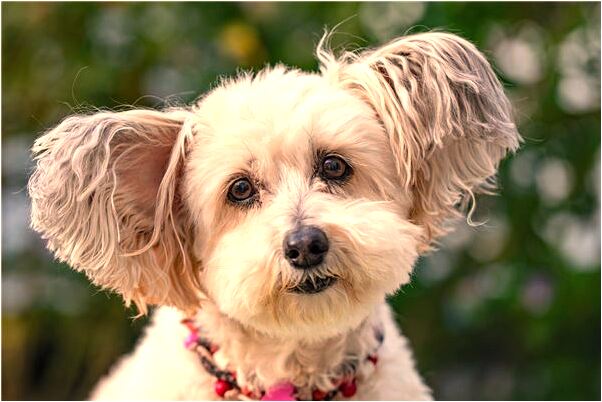 夢到了親人開車撞小孩子預示什麼_周公解夢官網