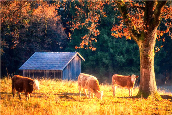 夢到了手拿青菜代表什麼_周公解夢官網