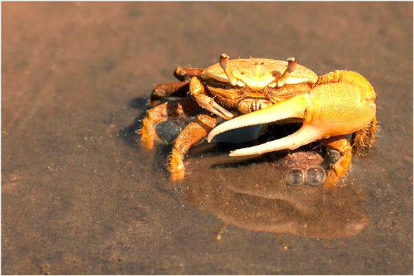 夢到我給別人發筷子是凶兆還是吉兆_周公解夢官網