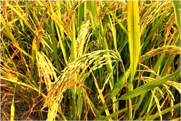 夢見父親躺水裡肉熟了有什麼說法_周公解夢官網