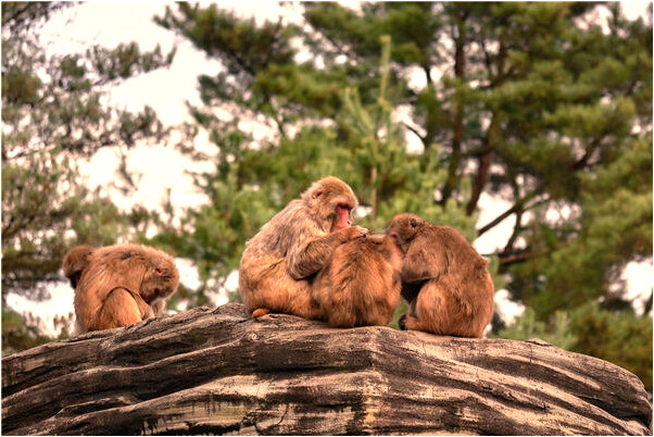 夢到了寫大字貼對聯預兆了什麼嗎_周公解夢官網