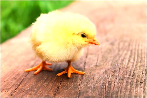 夢到了下大雨道路泥濘有何寓意_周公解夢官網