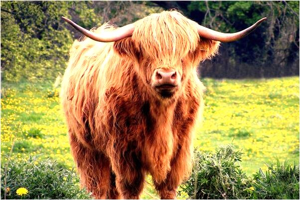 夢見和堂哥關係曖昧意味什麼_周公解夢官網