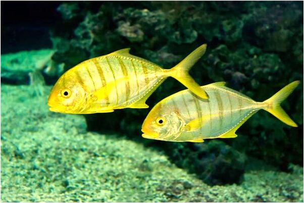 夢見自己跟表哥結婚意味著什麼_周公解夢官網