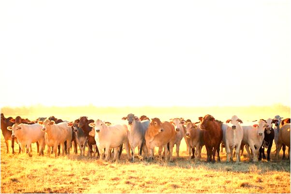 夢到同學得了癌症有什麼寓意嗎?_周公解夢官網