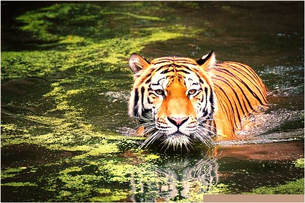 夢到了被別人的狗咬手出學是不是好的徵兆呢_周公解夢官網