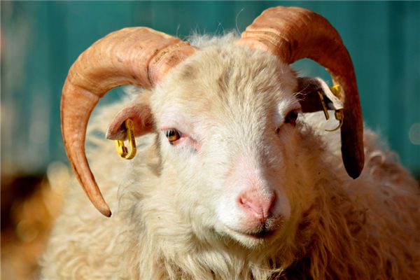 2021年生肖羊運勢年齡_十二生肖