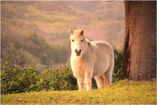 夢到買大白菜意味著什麼_周公解夢官網