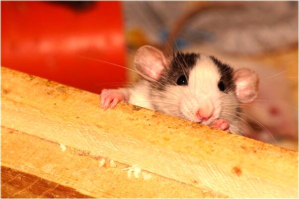 夢見小鴨變成小雞是什麼徵兆_周公解夢官網