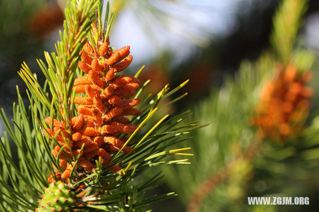 夢見狗要咬我_周公解夢夢到狗要咬我是什麼意思_做夢夢見狗要咬我好不好_周公解夢官網