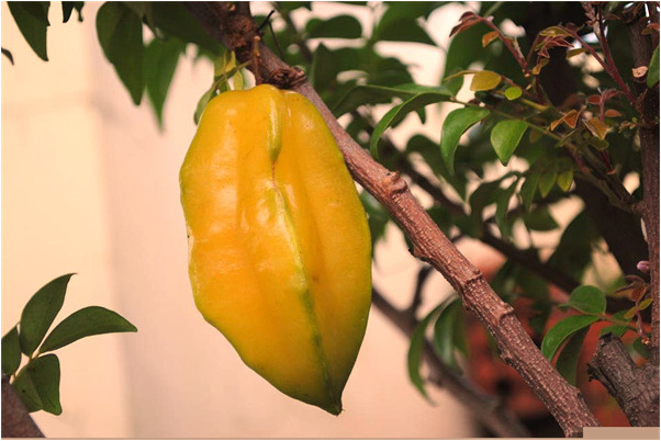 夢見瓜地里一個香瓜都沒長有什麼說法_周公解夢官網