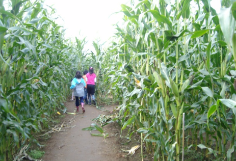 Dream of vast cornfields