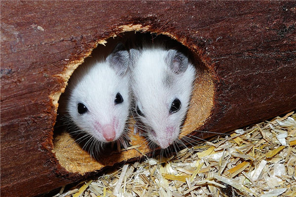 夢見好多老鼠是什麼意思_周公解夢