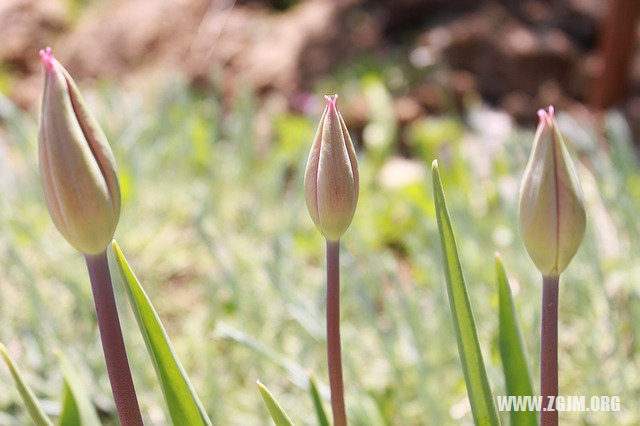 夢見有好多人追著抓我_周公解夢夢到有好多人追著抓我是什麼意思_做夢夢見有好多人追著抓我好不好_周公解夢官網