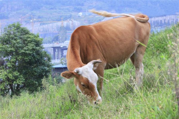 屬牛的2021年齡會不順利嗎_十二生肖