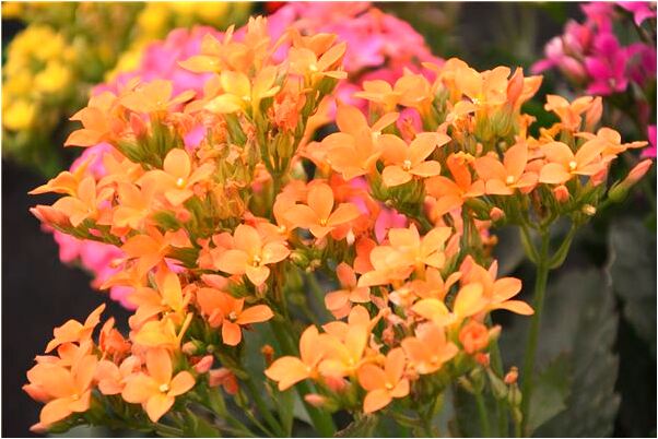 夢見妻子背叛有什麼意義嗎_周公解夢官網