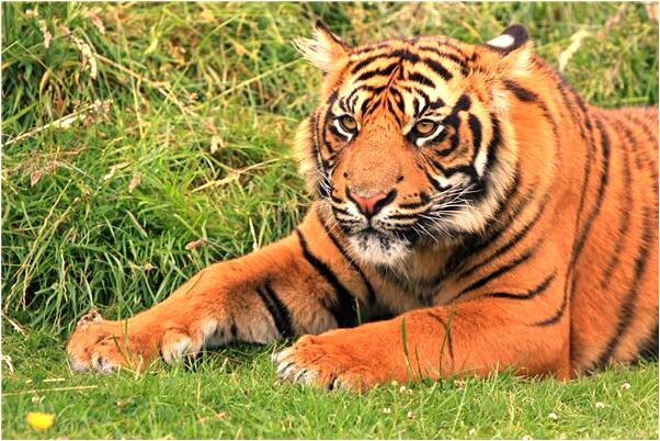 夢見拔大薯有什麼預兆_周公解夢官網