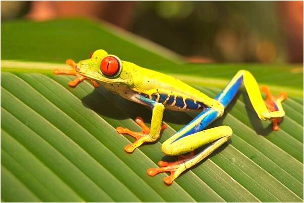 夢見著火了自己去救火有什麼含義_周公解夢官網