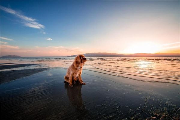 屬狗人出生月的命運詳解_十二生肖