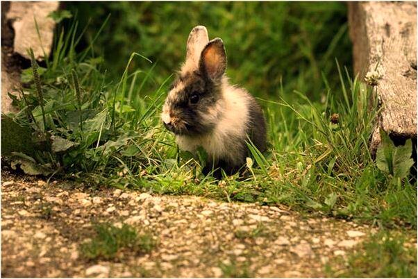 夢見房子和牆意味什麼_周公解夢官網