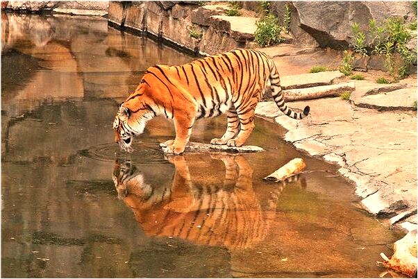 夢見一對蛇咬自己意味什麼_周公解夢官網