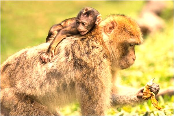 夢到了自己受委屈流淚有什麼預兆_周公解夢官網