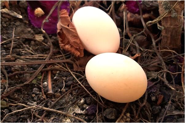 夢見父母搬到三單元是什麼兆頭_周公解夢官網