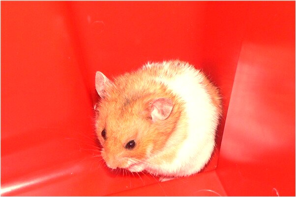 夢見被死了的母親咬出血了預兆了什麼嗎_周公解夢官網