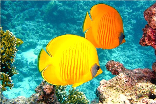 夢到了得道古書是什麼徵兆_周公解夢官網