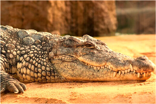 夢到兒子向死去的人要東西吃是吉兆嗎?_周公解夢官網