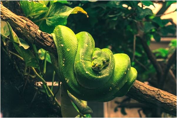 夢到了化緣要飯是啥預兆_周公解夢官網