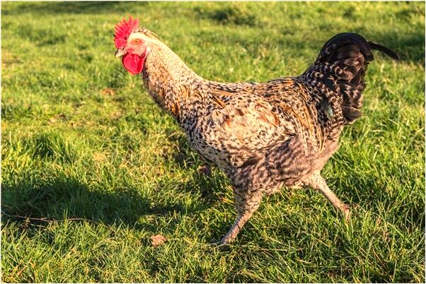 夢見尿尿有血什麼寓意_周公解夢官網