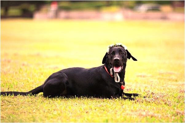 夢到被人打死了有活了意味著什麼_周公解夢官網