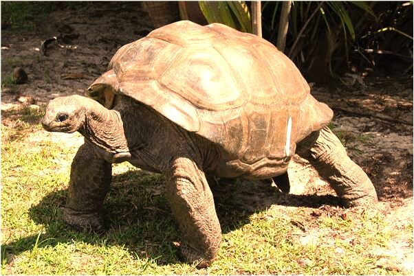 夢到挖出銀元寶是什麼預兆_周公解夢官網