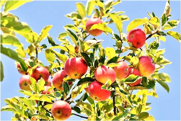 夢到身上好多跳騷是吉兆嗎?_周公解夢官網