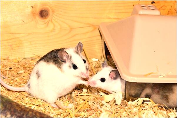 夢到了別人的成績單是什麼徵兆_周公解夢官網