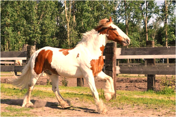 夢到了孩子在水裡走有什麼意思_周公解夢官網