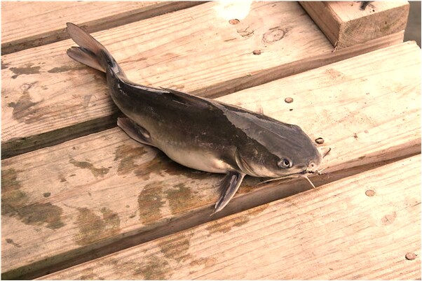 夢到去別人未婚妻家是咋回事_周公解夢官網